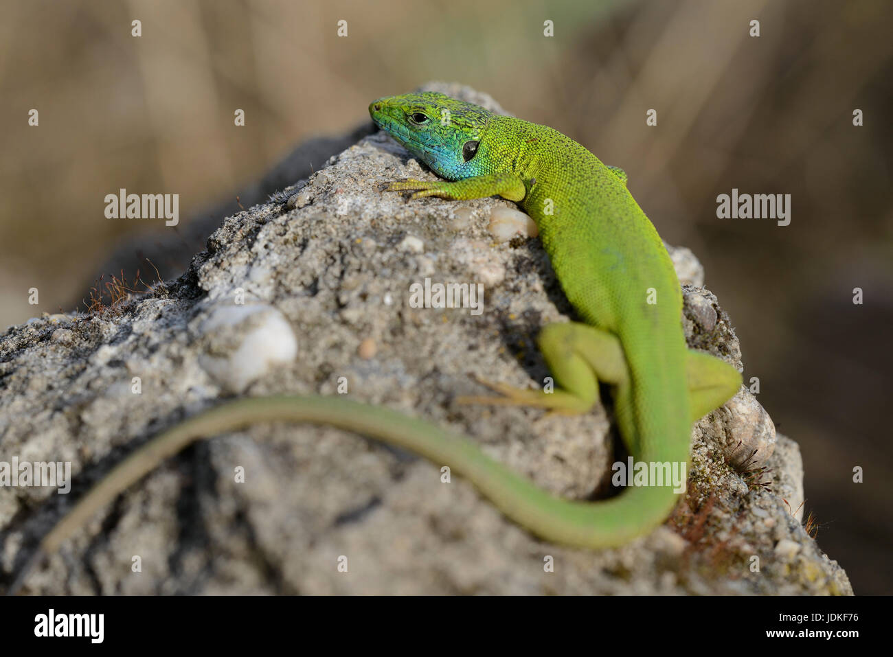 Emerald lizards little man suns itself on a stone, Smaragdeidechsen Männchen sonnt sich auf einem Stein Stock Photo