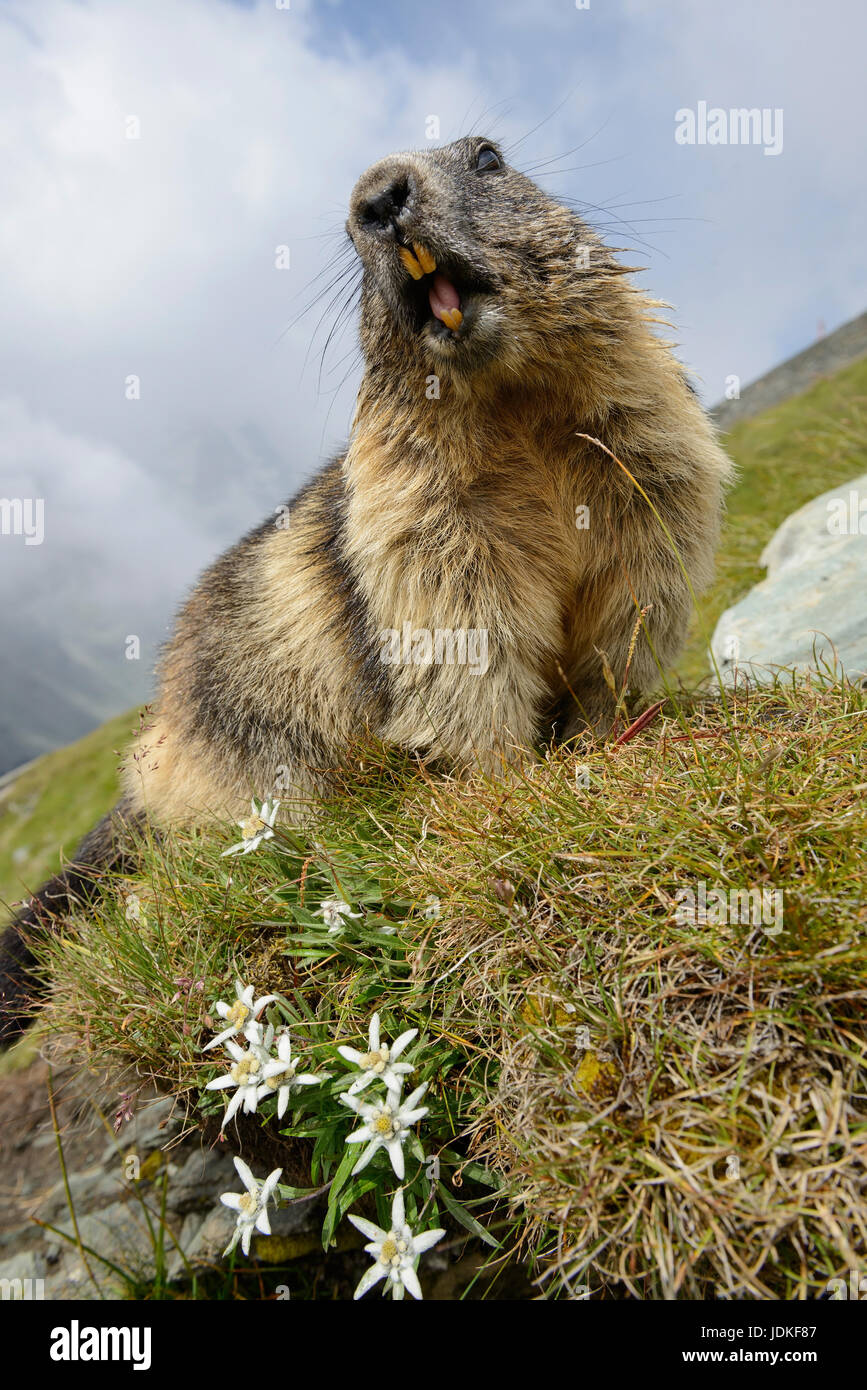 Nightmare groundhog sits on an alp about edelweiss, Alpenmurmeltier sitzt auf einer Alm über Edelweiß Stock Photo