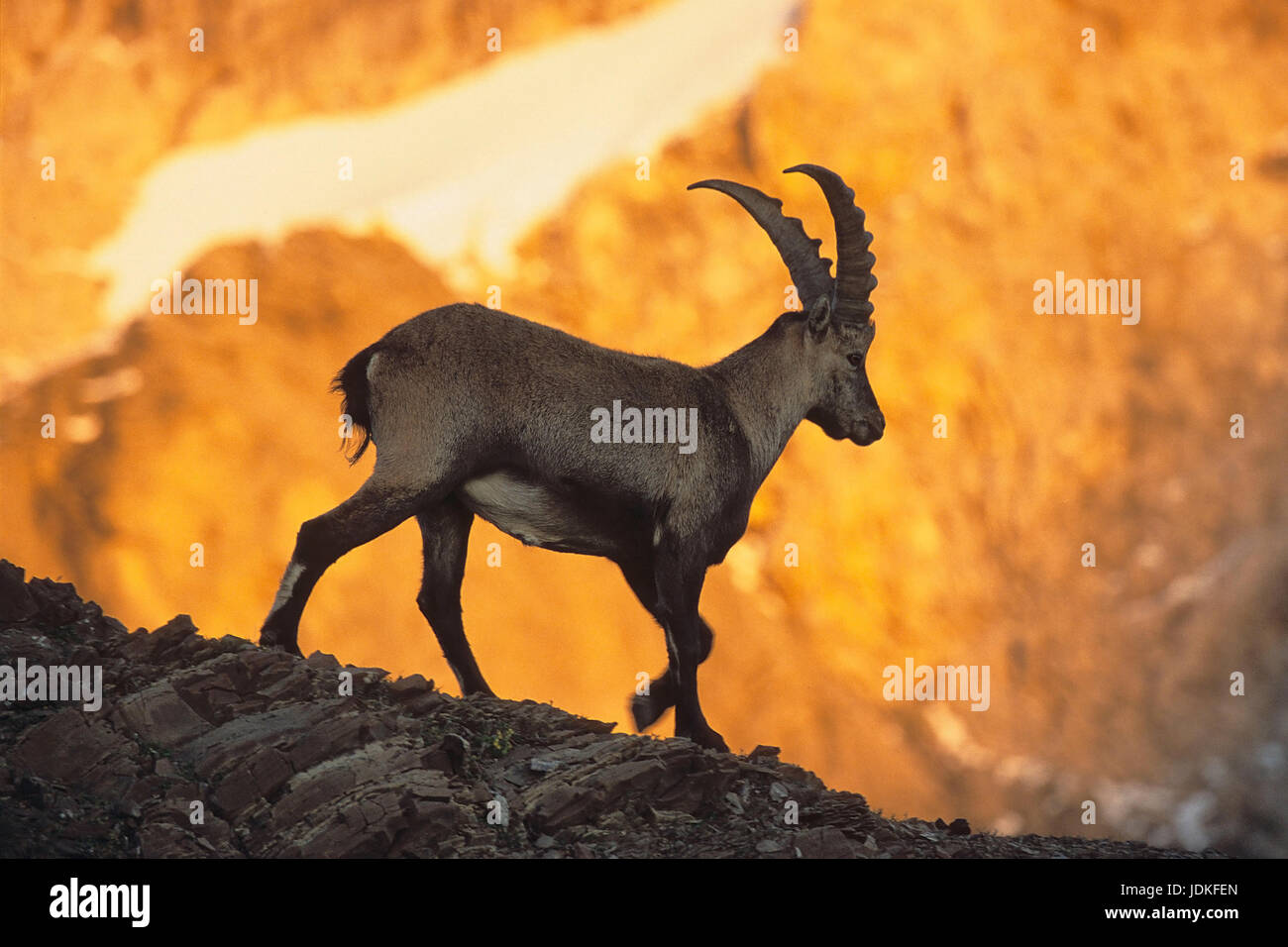 Animals, mammals, nightmare Capricorn, Capricorn, Capra ibex, goat standing in a Steilhang, the Swiss Alps, evening light , Tiere, Saeugetiere, Alpens Stock Photo