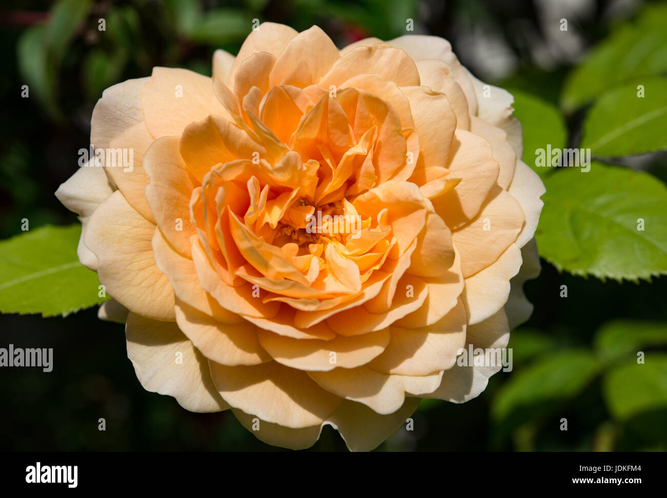 Grace rose Stock Photo - Alamy