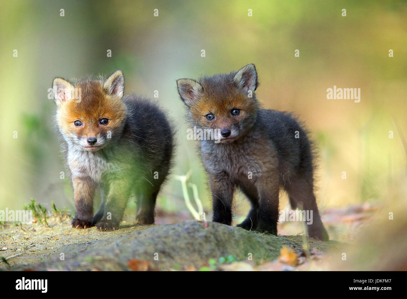 Young Foxes Young Red Fox Vulpes Vulpes Junge Fuechse Stock Photo Alamy