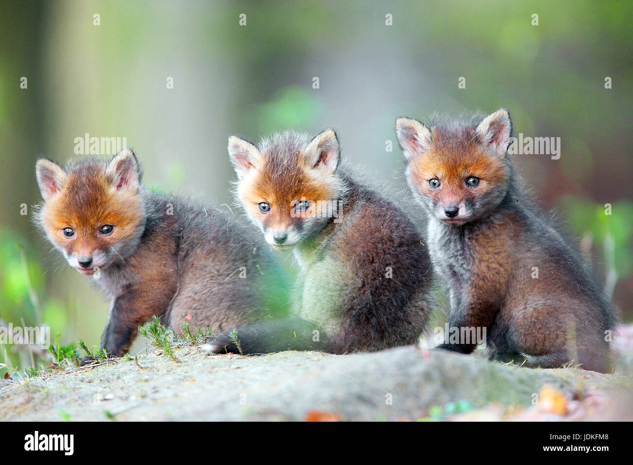 Young foxes, Young Red Fox (Vulpes vulpes), Junge Fuechse Stock Photo