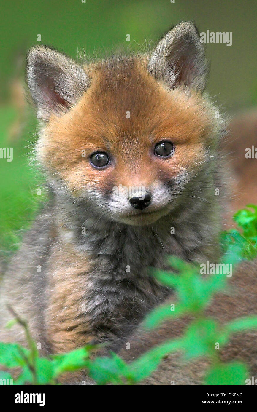 Young foxes, Young Red Fox (Vulpes vulpes), Junge Fuechse Stock Photo