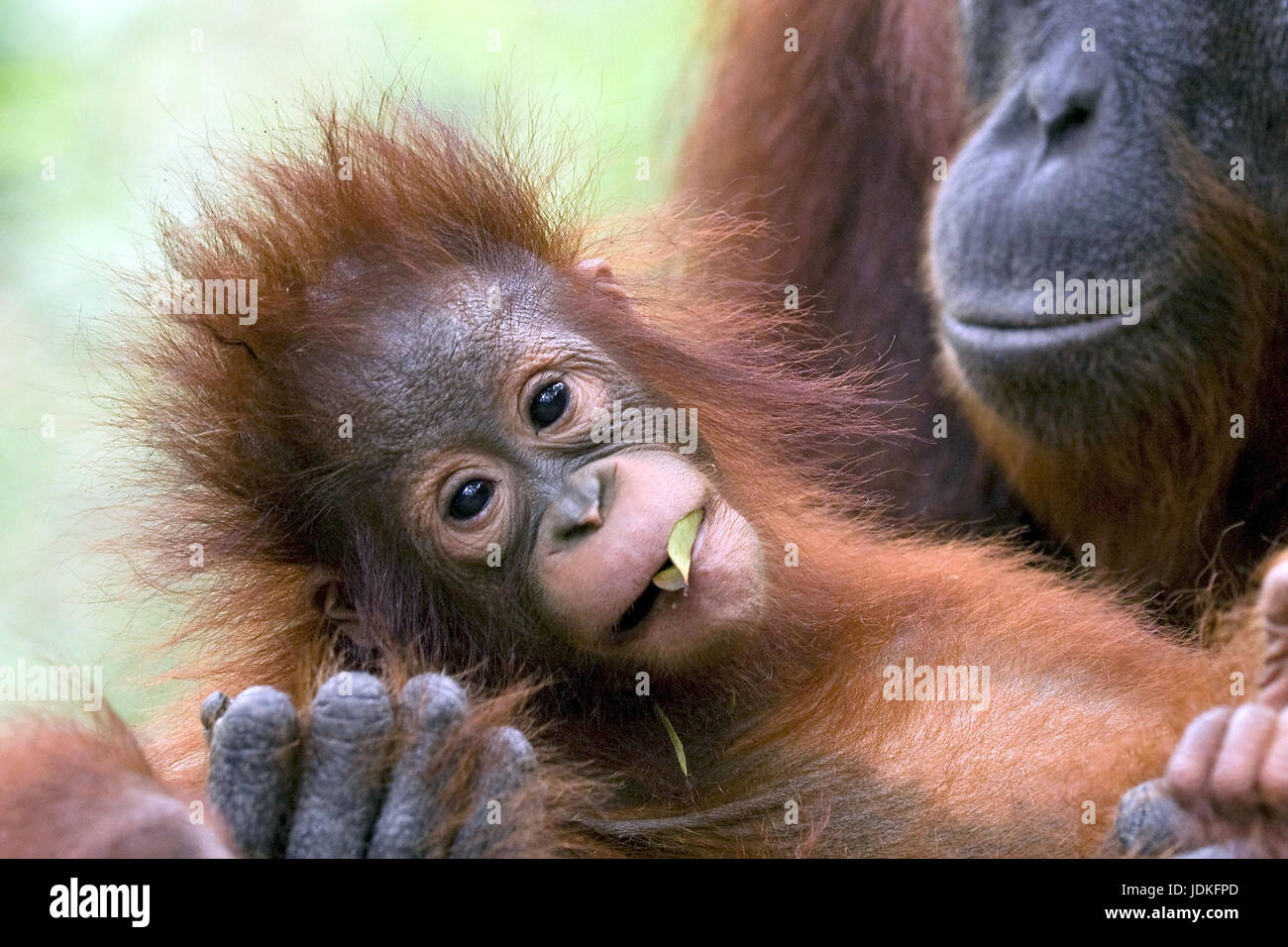 Animals Animal Mammal Mammals Indonesia Borneo Monkey Stock Photo Alamy