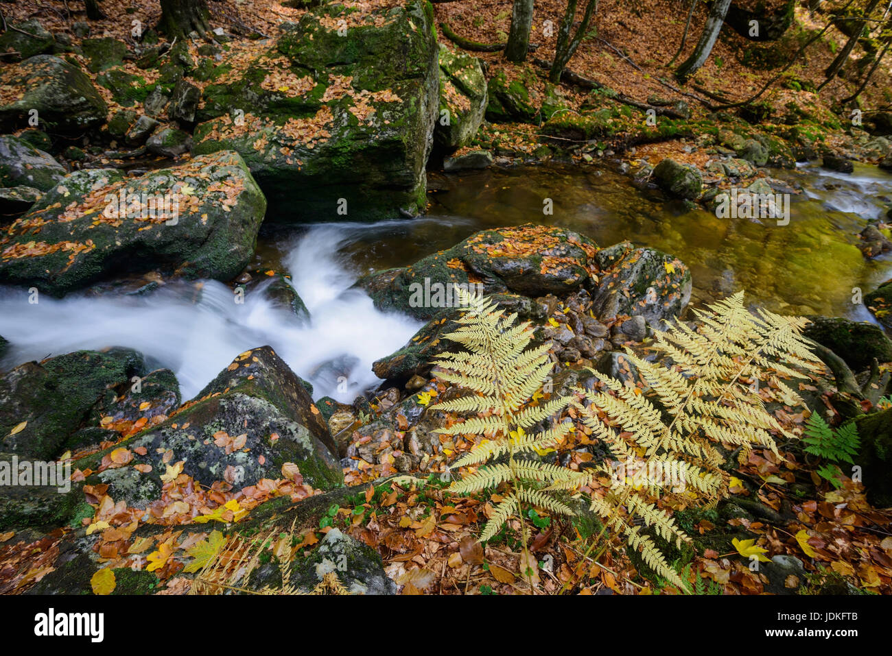 Yellow ferns before mountain brook in autumn, Gelbe Farne vor Bergbach im Herbst Stock Photo