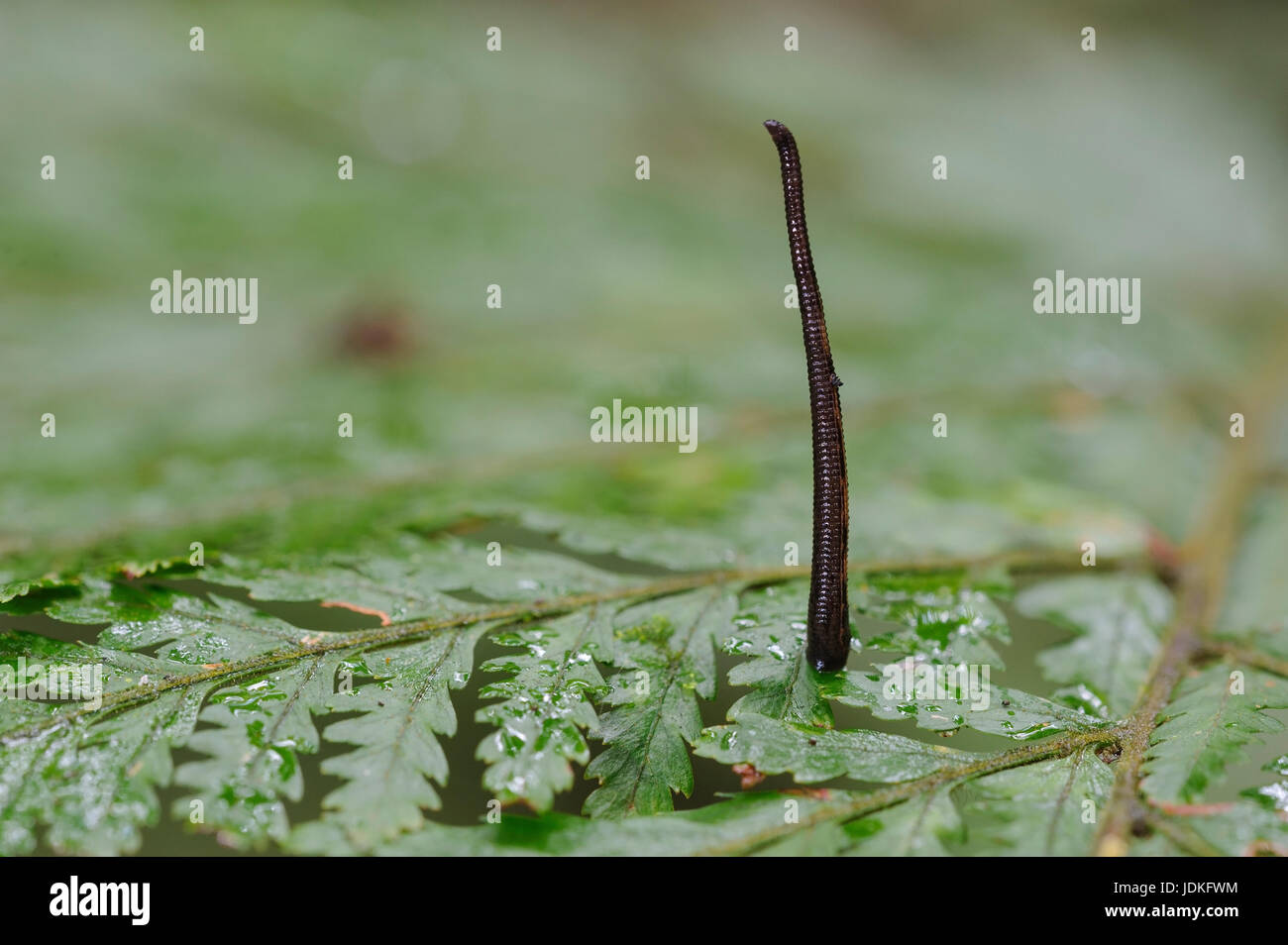 Land leech on a fern sheet, Landblutegel auf einem Farnblatt Stock Photo