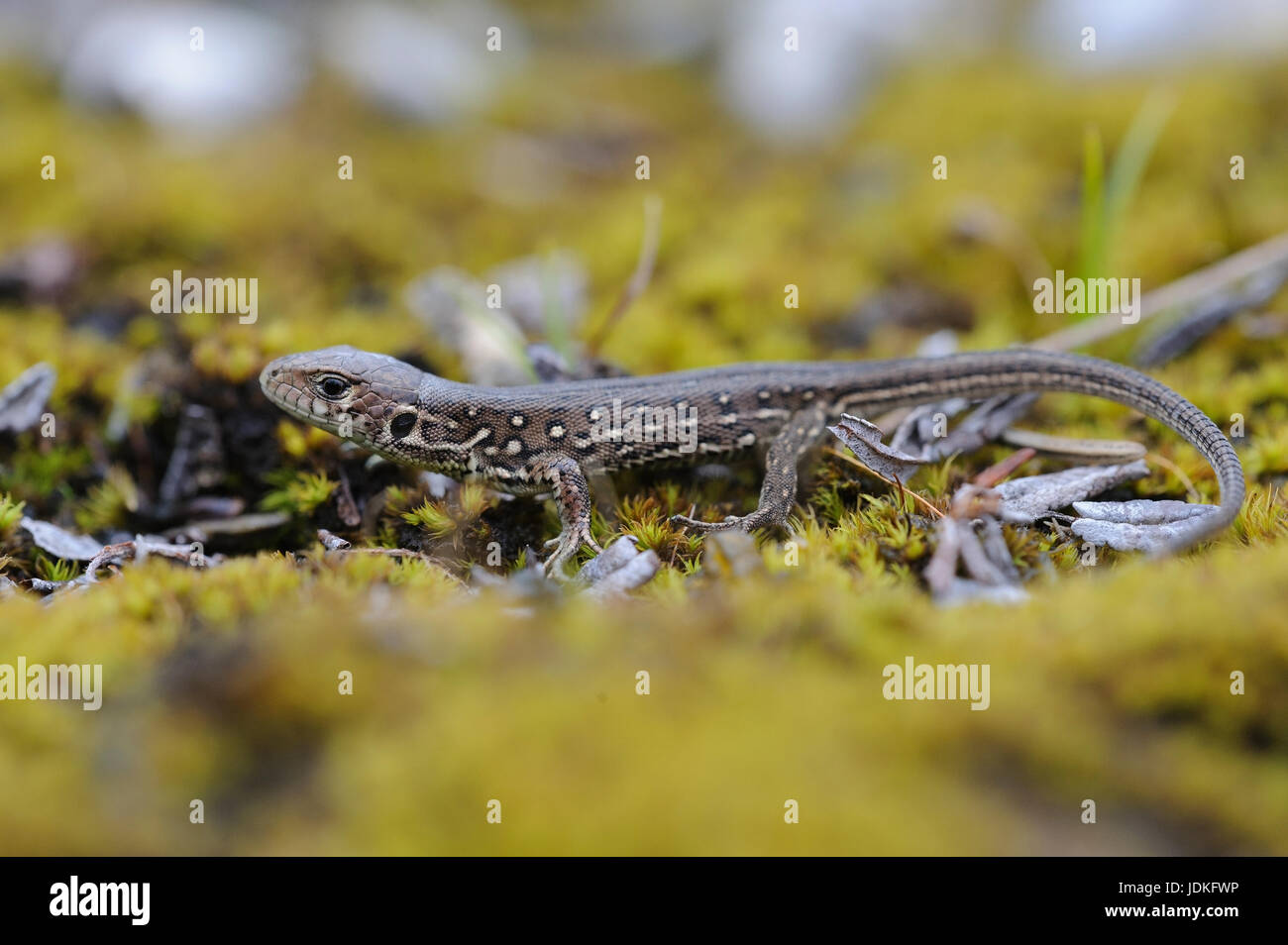 Young fence lizard sits on moss, Junge Zauneidechse sitzt auf Moos Stock Photo