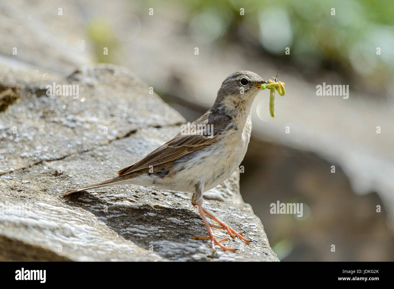 Bergpieper with feed in the beak sits on a stone, Bergpieper mit Futter im Schnabel sitzt auf einem Stein Stock Photo