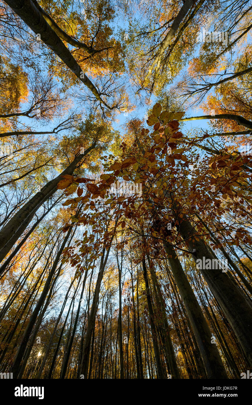 Autumnally coloured Buchenwald, Herbstlich verfärbter Buchenwald Stock Photo