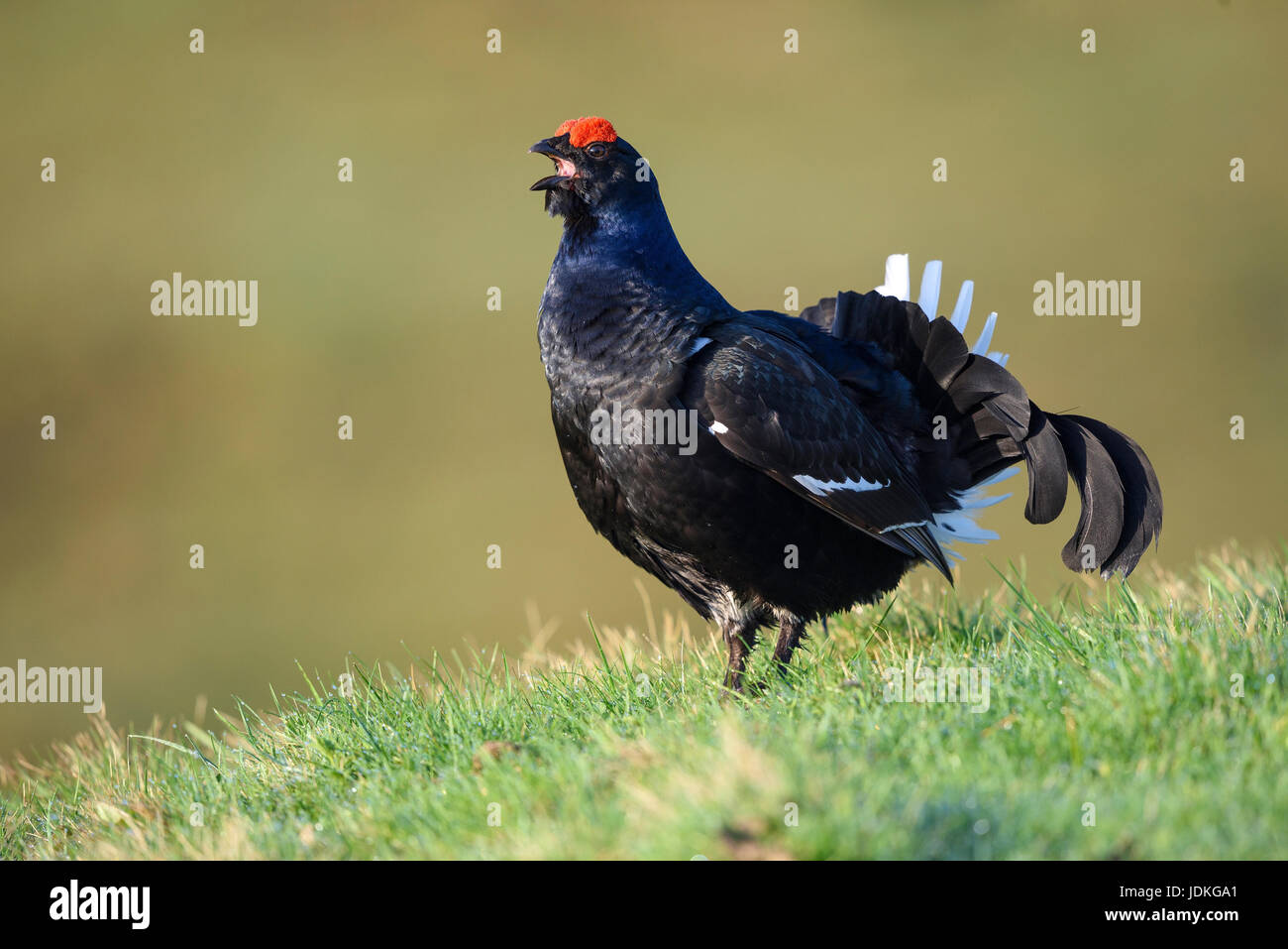 Blackcock 