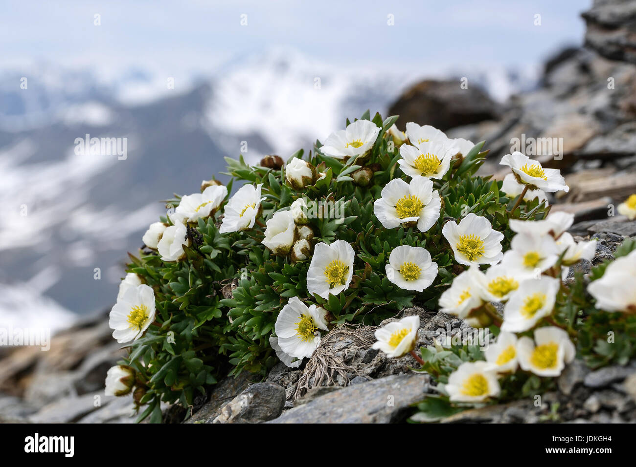 Glacier crowfoot blossoms before mountaintops, Ranunculus glacialis, Gletscher-Hahnenfuß Blüten vor Berggipfeln Stock Photo