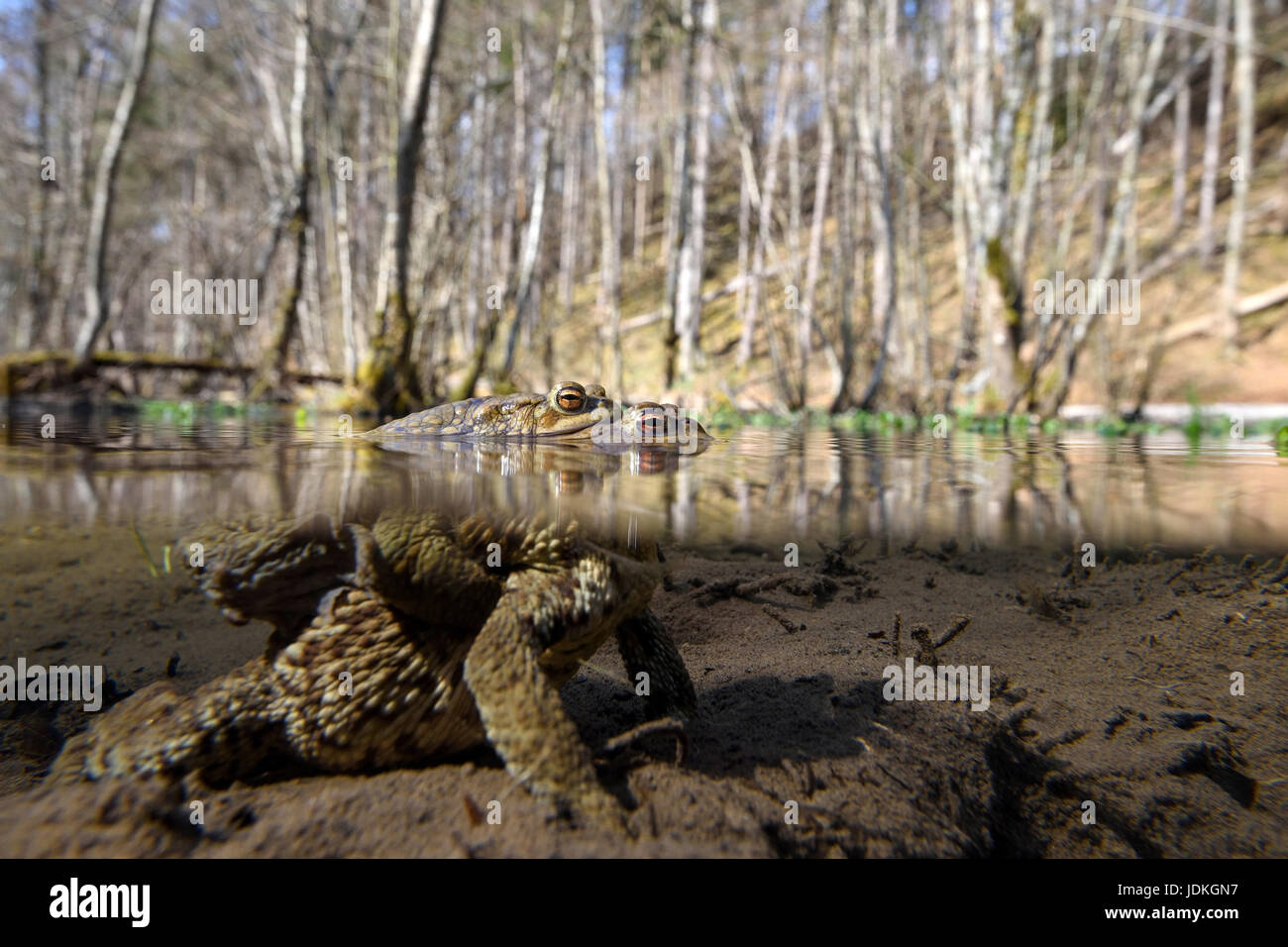 Earth toads pair in the spawn pool, Bufo bufo, Erdkröten Paar im ...