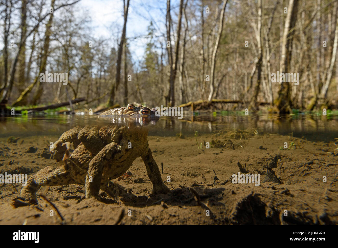 Earth toads pair in the spawn pool, Bufo bufo, Erdkröten Paar im ...