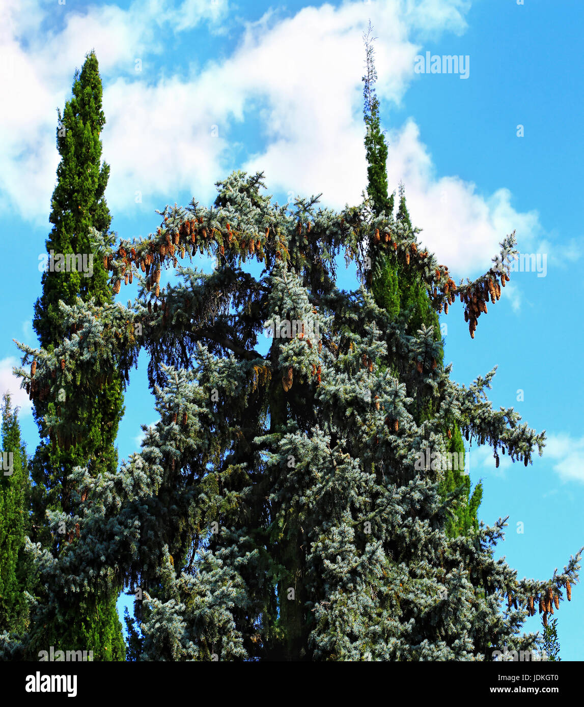 Coniferous tree (deodar) with pine cones on the background of two cypress trees  and other plants in the subtropical park Stock Photo