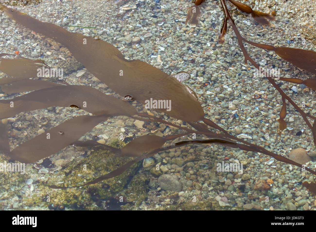 sea kelp Stock Photo