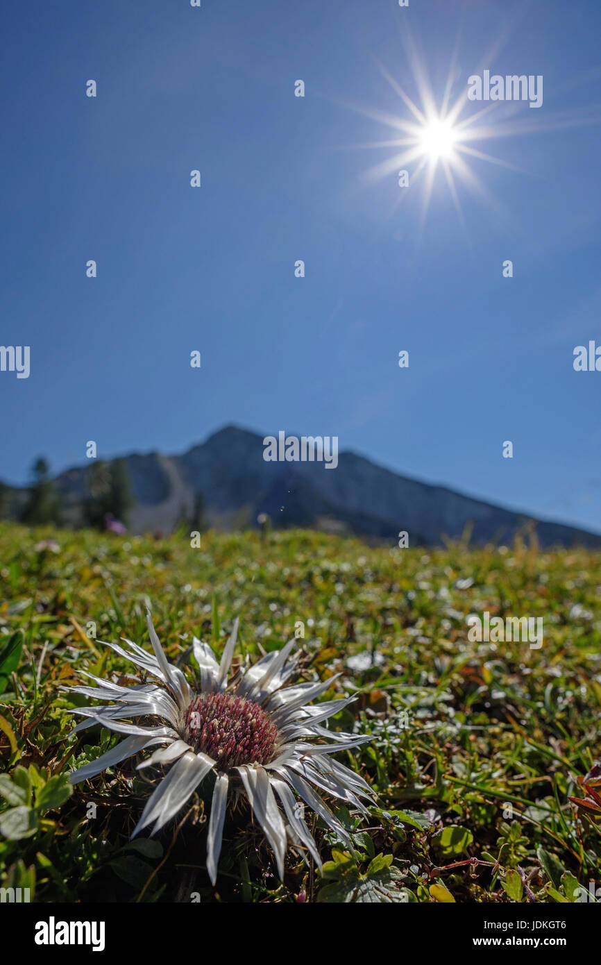 Silver thistle with solar star, midday heat, Carlina acaulis, the Alps, Italy, Silberdistel mit Sonnen-Stern, Mittagshitze, Alpen, Italien Stock Photo