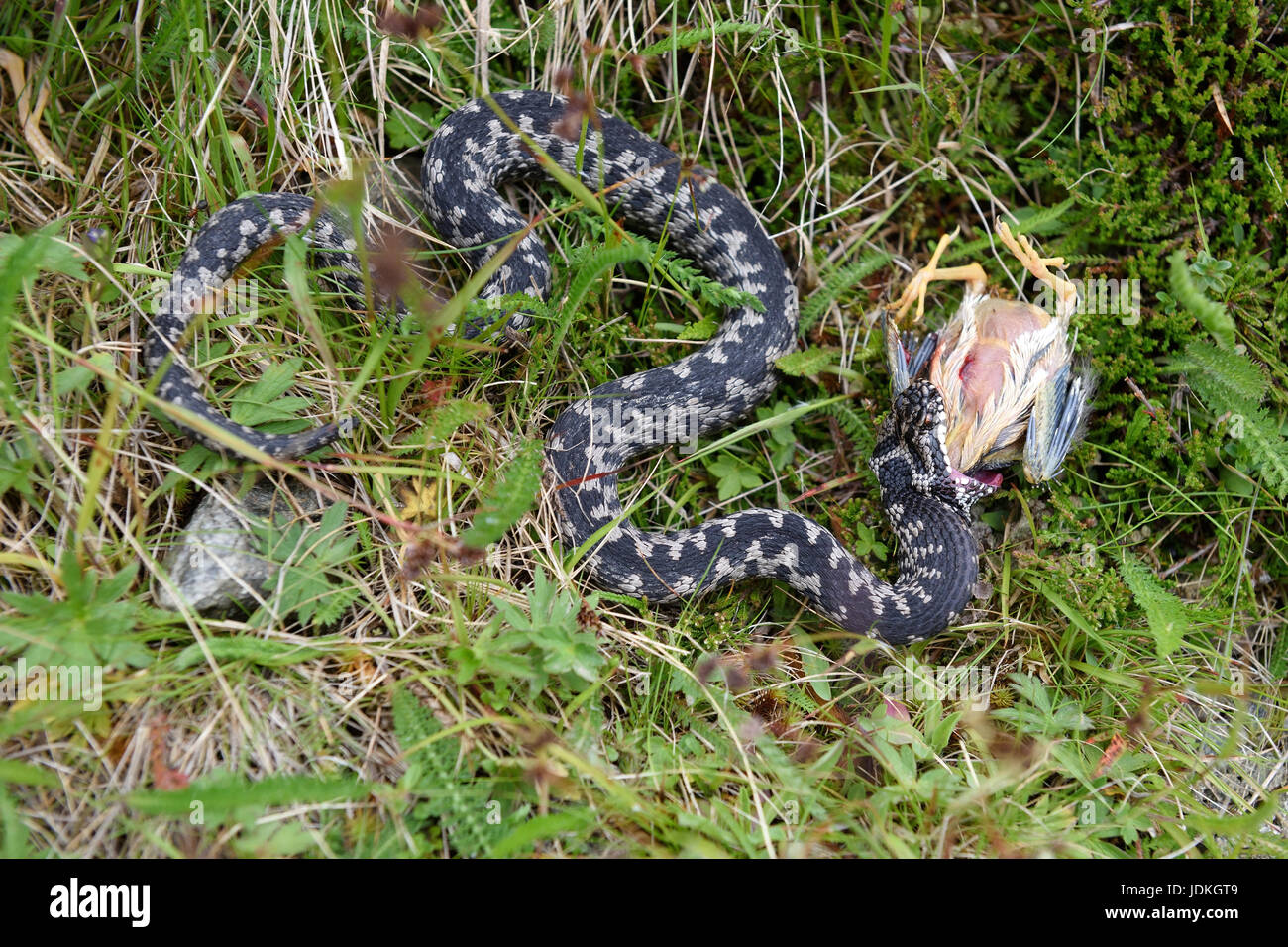 Viper eats hires stock photography and images Alamy