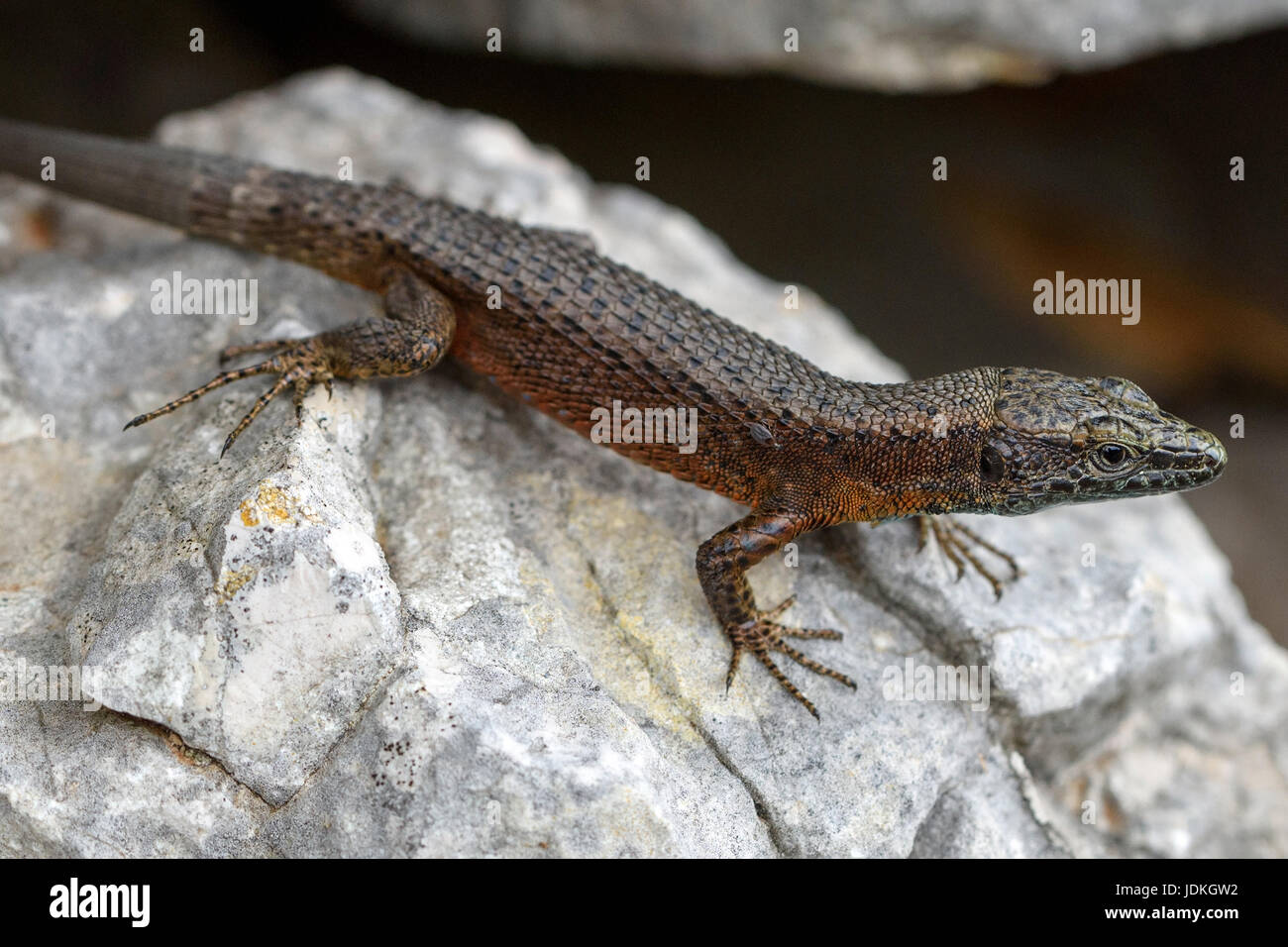Splendour-Kiel lizard sits on a stone, Algyroides nigropunctatus,, Pracht-Kieleidechse sitzt auf einem Stein Stock Photo