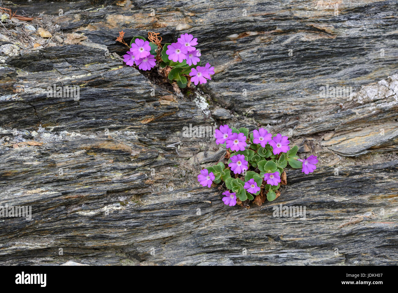 Primroses blossom in a rock column, Primula hirsuta, Primeln blühen in einer Felsspalte Stock Photo