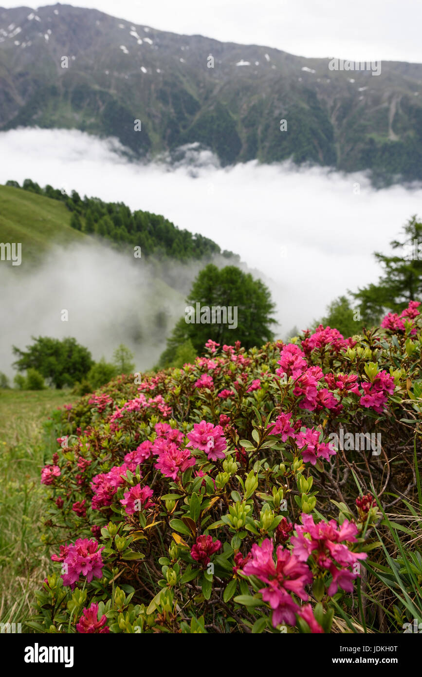 Alpine roses above a cloud-overcast valley, rhododendron ferrugineum,, Alpenrosen über einem wolkenverhangenem Tal, Rhododendron ferrugineum, Stock Photo