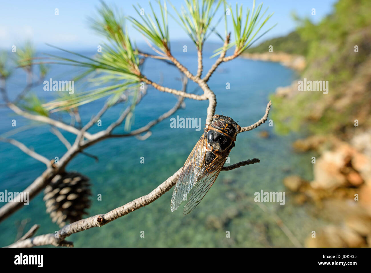 Big cicada sits on a pine branch about the coast of Croatia, Lyristes plebejus,, Grosse Zikade sitzt auf einem Kiefernzweig über der Küste Kroatiens Stock Photo