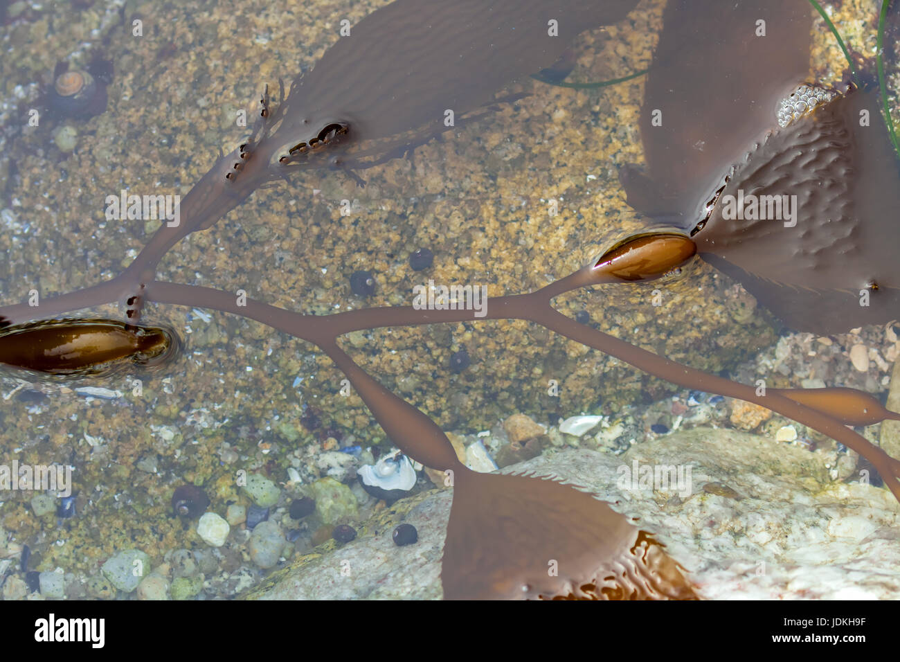 sea kelp Stock Photo