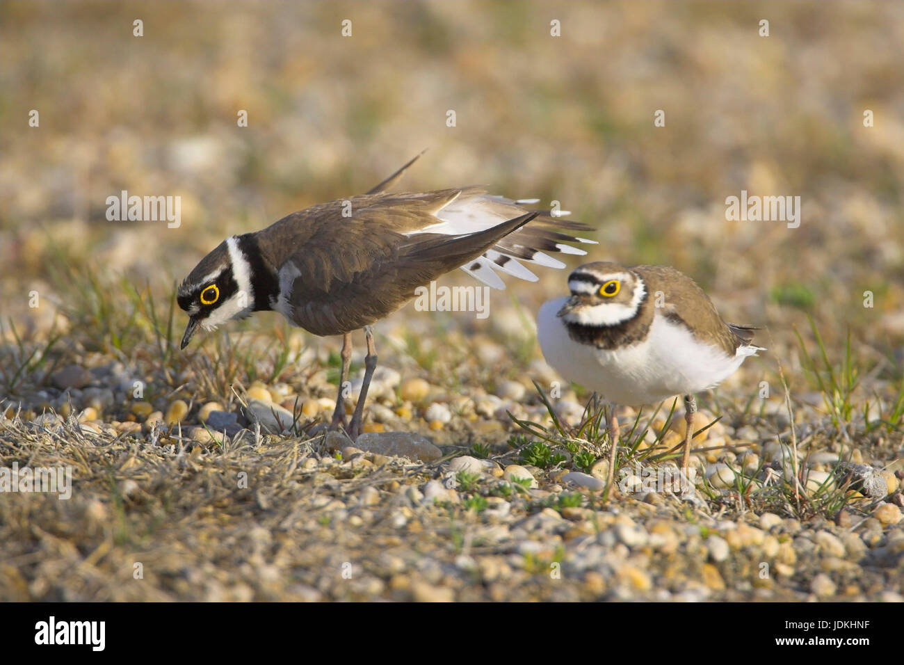 River rain piper, Little ringed Plover (Charadrius dubi), Flussregenpfeifer Stock Photo