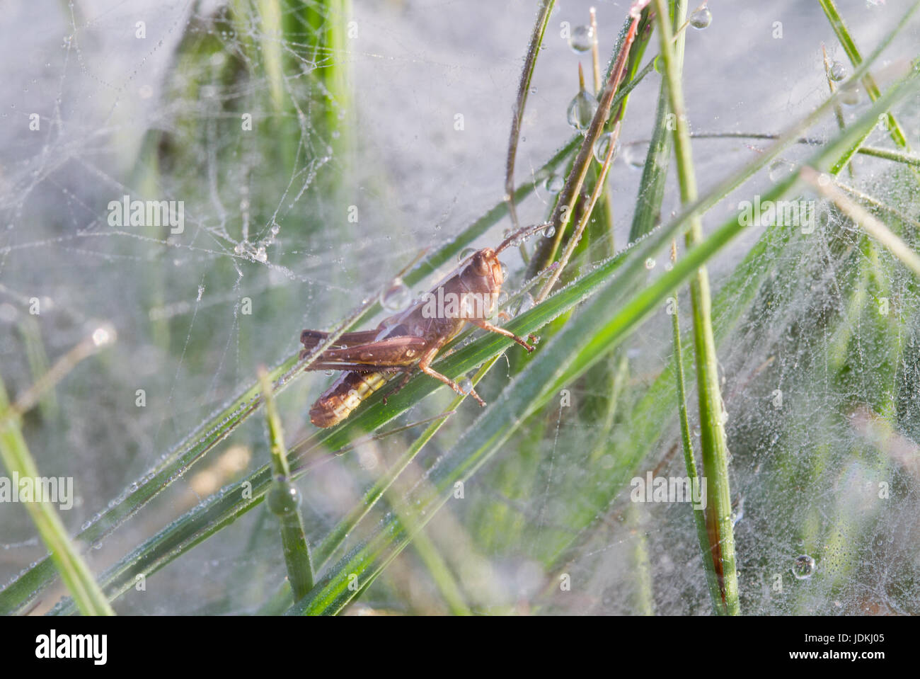 Small Grasshopper escapes from the dewy flat plate web of a Funnel-web spider, probably Agelena labyrinthica Stock Photo
