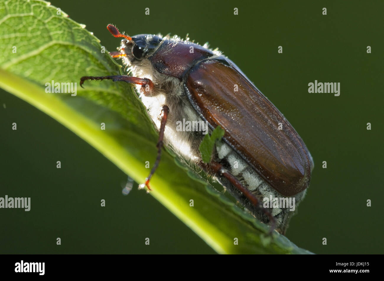 Arthropoda, sheet horn beetle, Coleoptera, arthropod, Insecta, insects