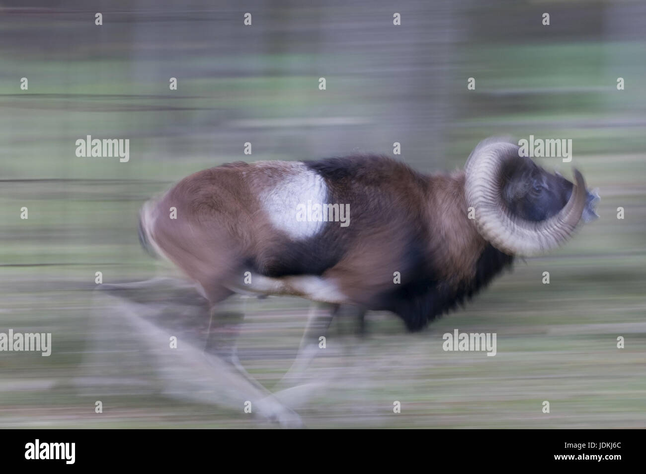 Mufflon, Ovis orientalis musimon, Mouflon, running Mufflon with piece of bumf effect, laufendes Mufflon mit Wischeffekt Stock Photo