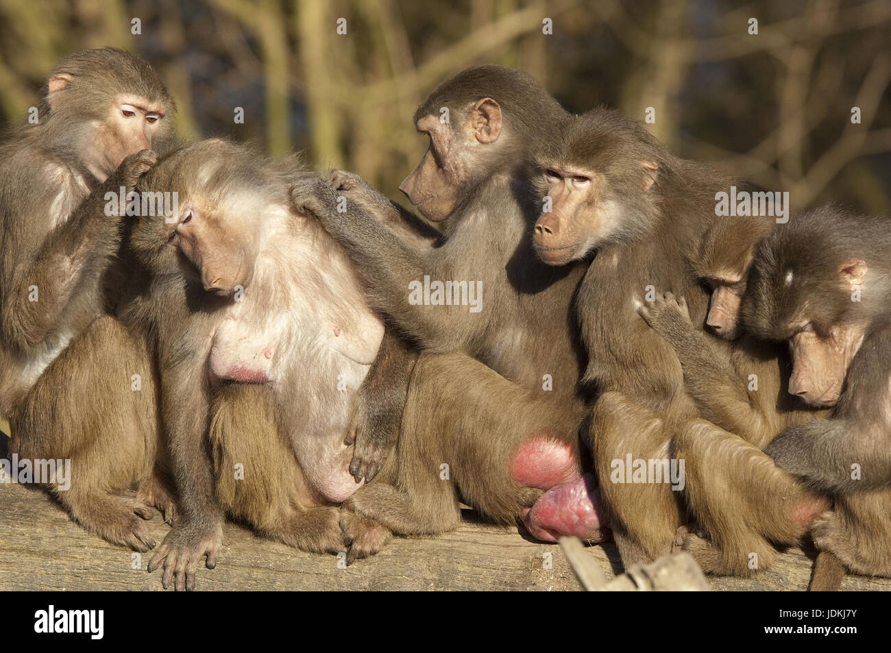 Hamadryas baboon, Papio hamadryas, Hamadryas Baboon, baboons sit in a row and lausen to himself, Mantelpavian, Paviane sitzen in einer Reihe und lause Stock Photo
