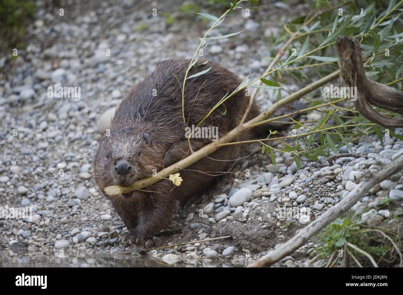 Beavers, Castoridae, rodents, Rodentia, mammals Stock Photo