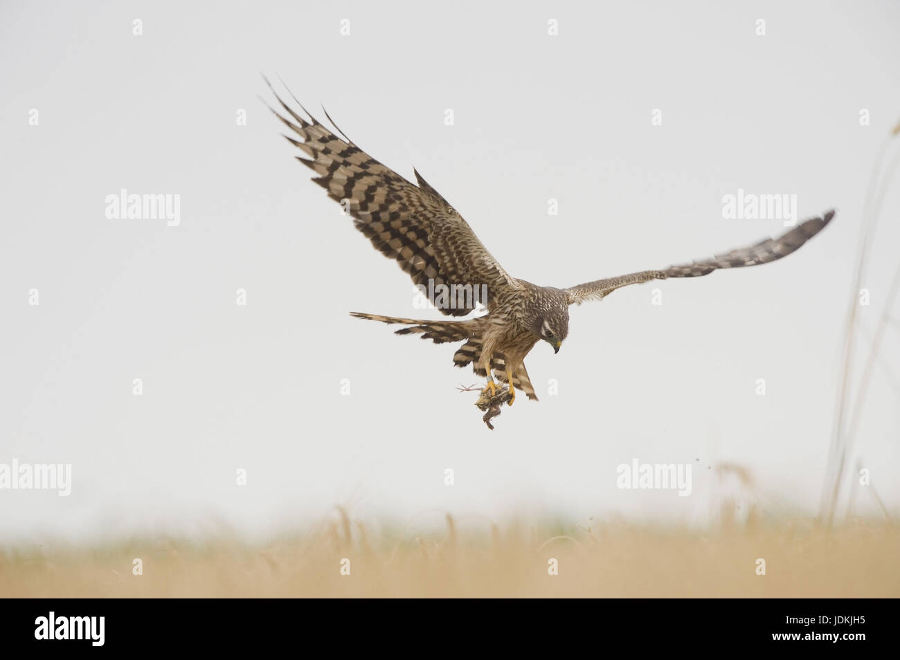 Landing female with prey, Landendes Weibchen mit Beute Stock Photo