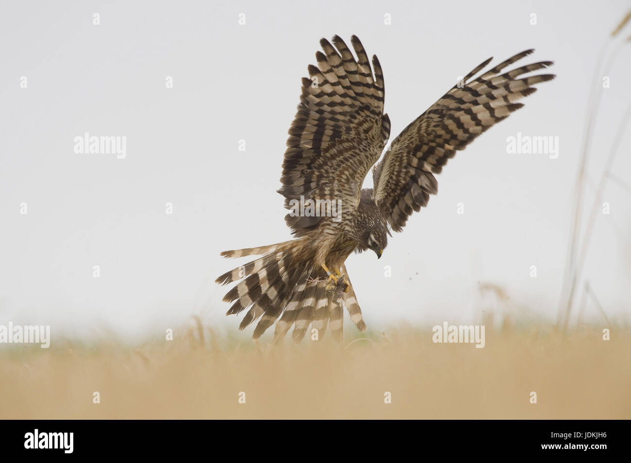 Landing female with prey, Landendes Weibchen mit Beute Stock Photo