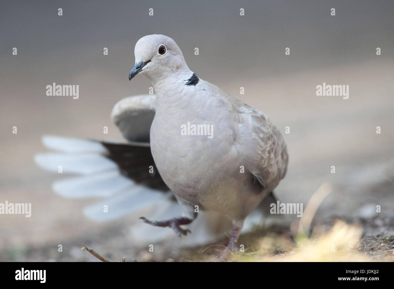 Columbidae, Columbiformes, pigeons, pigeon birds, birds Stock Photo