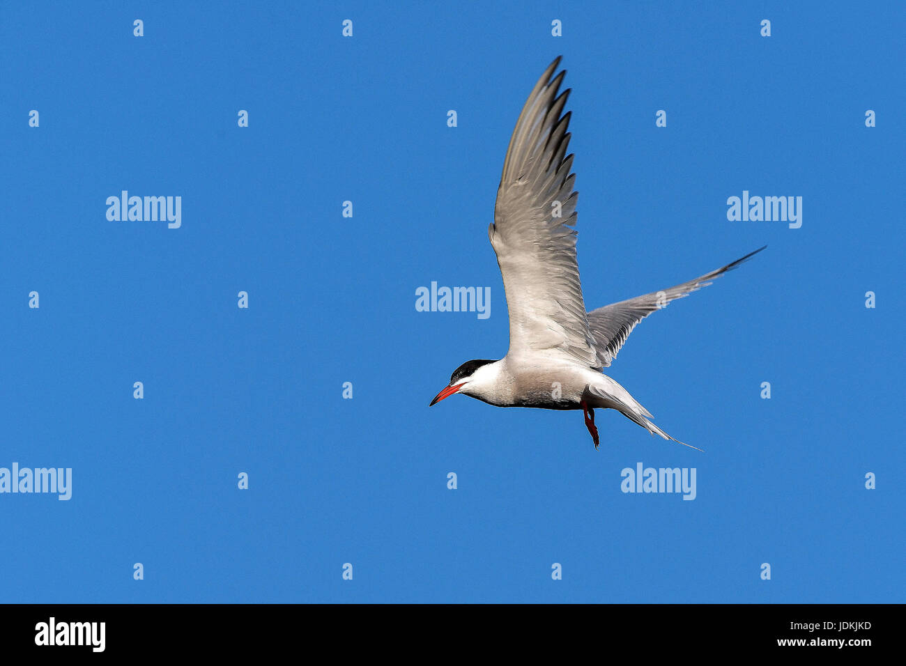 Flussseeschwalbe (Sterna hirundo) Common Tern Stock Photo