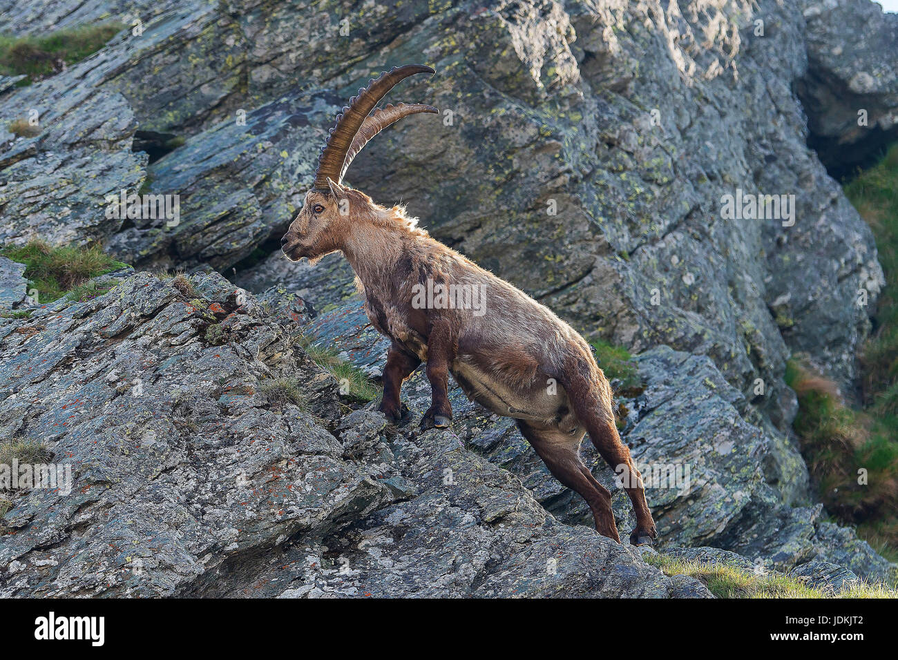 Steinbock (Capra ibex) ibex Stock Photo
