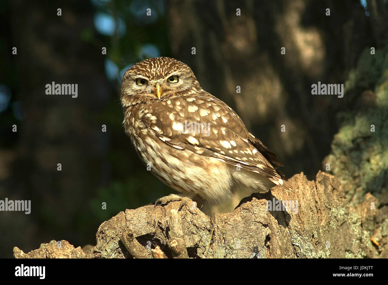 Steinkauz, Athene noctua, Little Owl Stock Photo