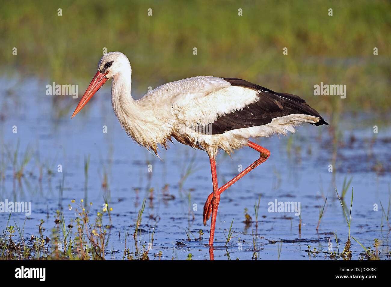 Weissstorch, Ciconia ciconia, White Stork Stock Photo