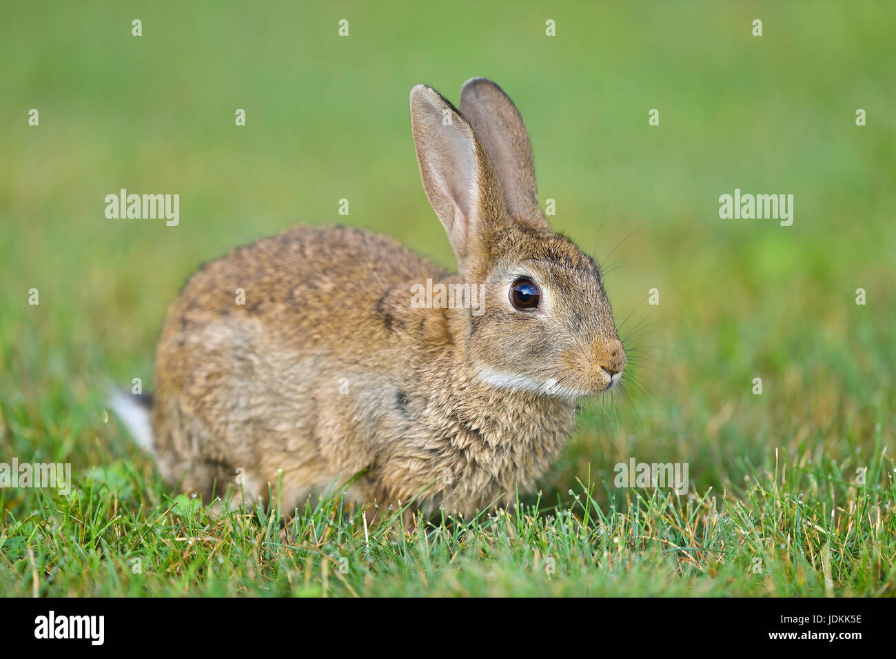 Wildkanichen (Oryctolagus cuniculus) rabbit Stock Photo