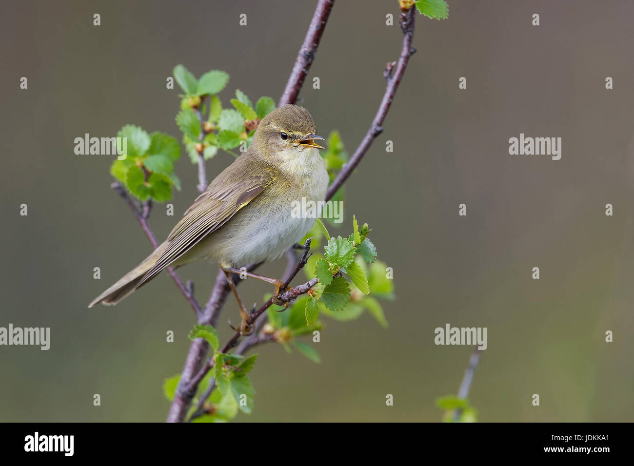 Fitis (Phylloscopus trochilus) Willow Warbler Stock Photo
