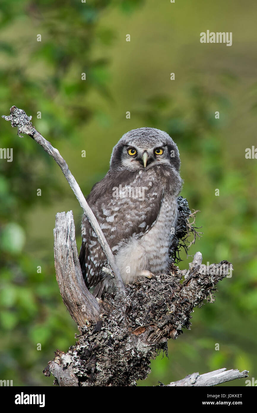 Sperbereule (Surnia ulula) Hawk Owl, juv. Stock Photo