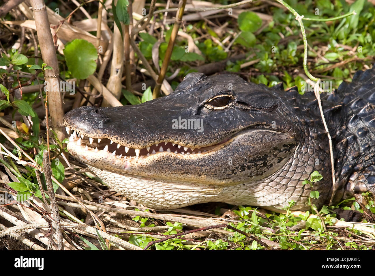 Aligator Alligator, Alligator mississipiensis, Aligator Stock Photo - Alamy