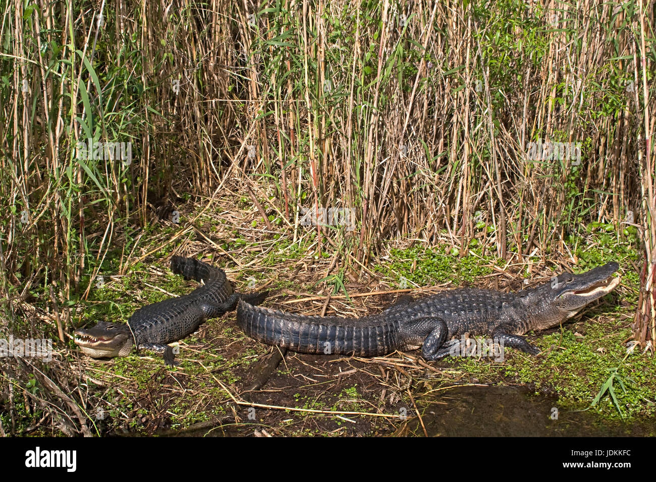 Alligator, Alligator mississipiensis, Aligator Stock Photo