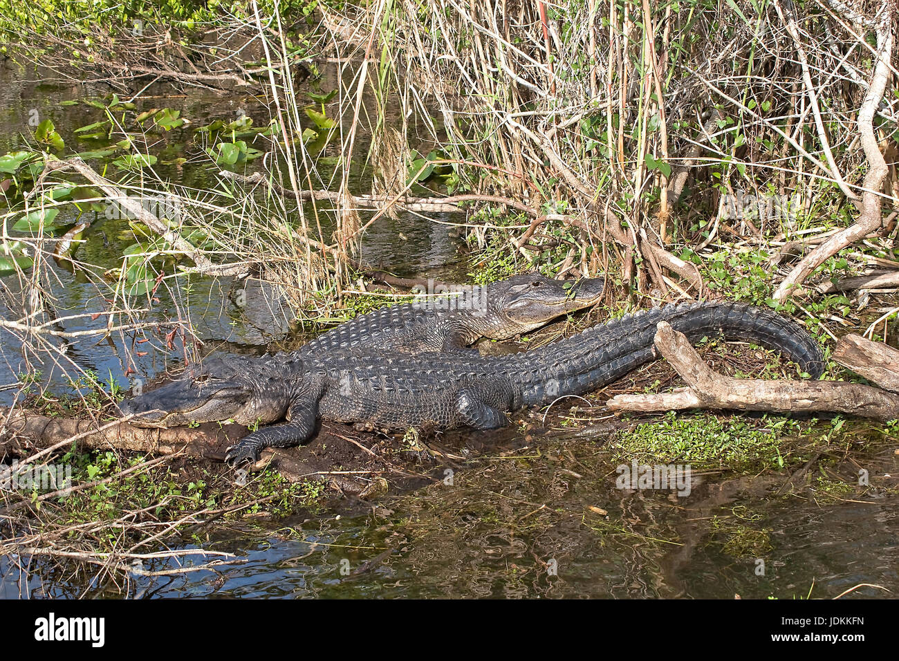 Alligator, Alligator mississipiensis, Aligator Stock Photo