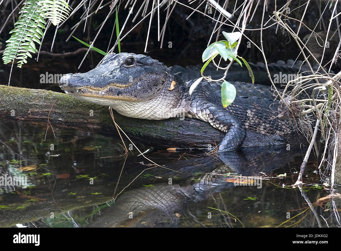 Alligator, Alligator mississipiensis, Aligator Stock Photo - Alamy