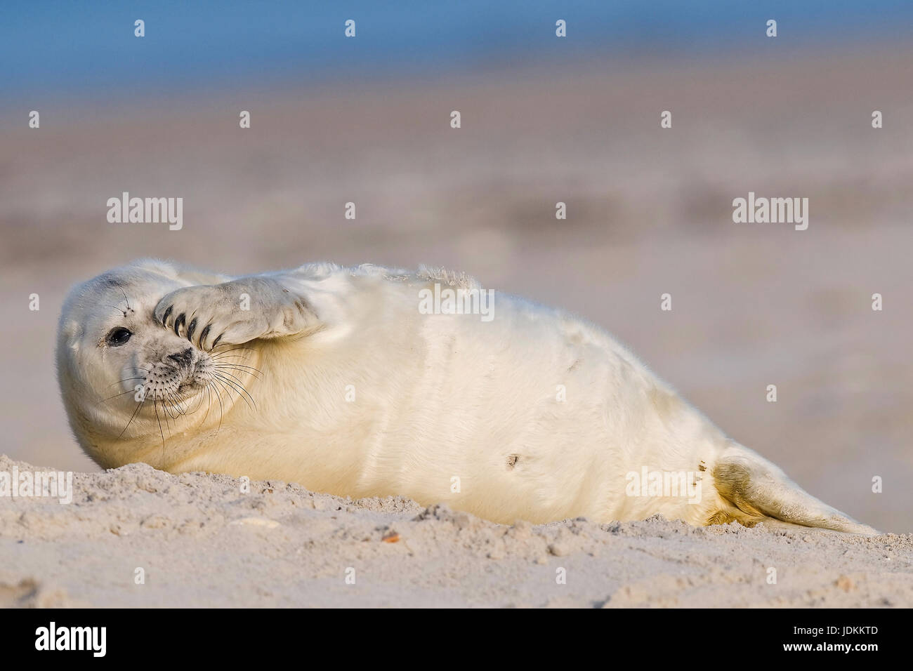 Kegelrobbe, Halichoerus grypus, Grey Seal Stock Photo