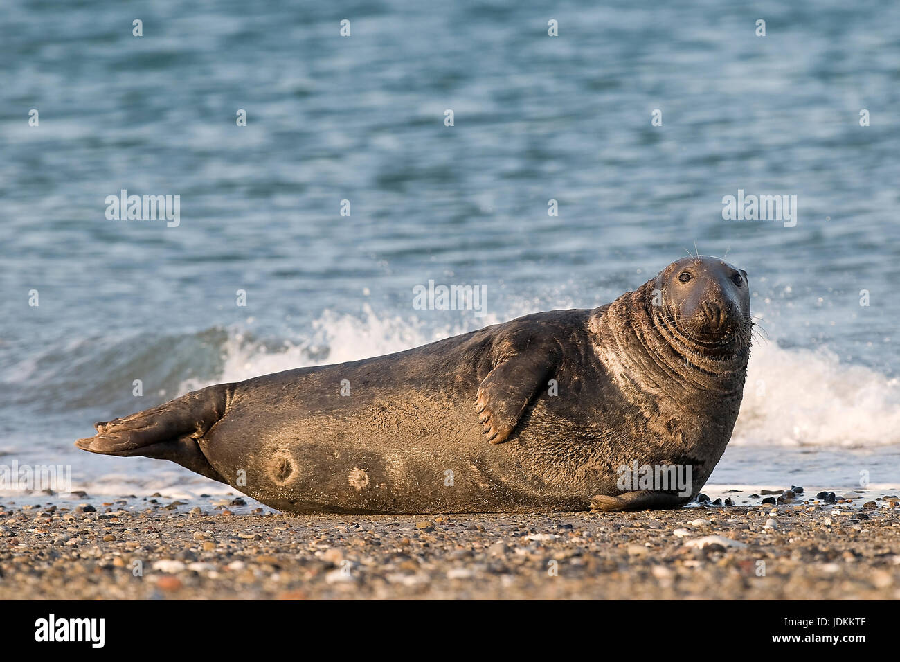 Kegelrobbe, Halichoerus grypus, Grey Seal Stock Photo
