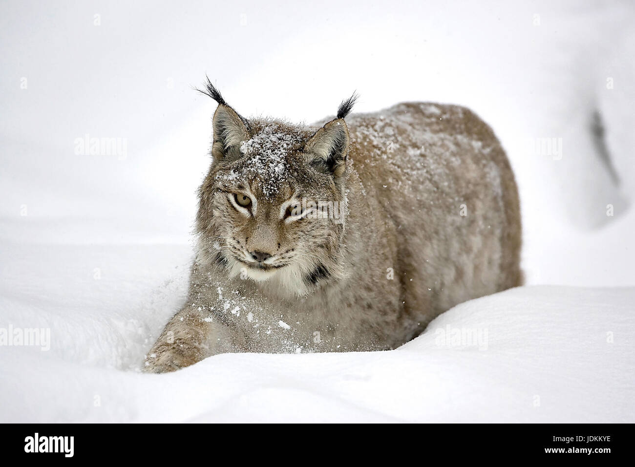 Luchs im Winter, Felis lynx, lynx Stock Photo - Alamy