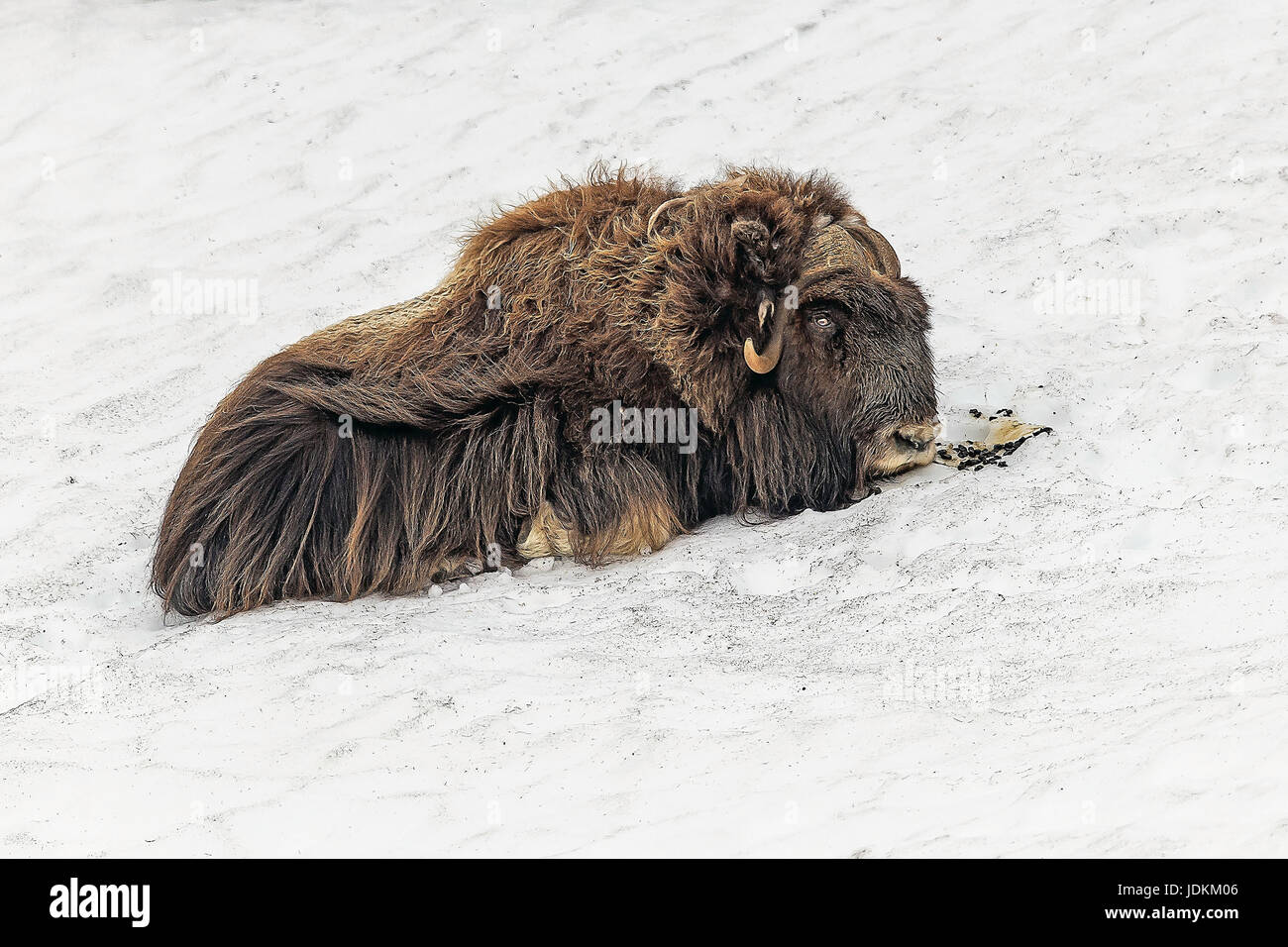 Moschusochse im Winter(Ovibos moschatus) muskox Stock Photo